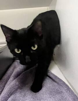 Domestic Short Hair Cats Available for Adoption in Savannah, Georgia - Rain | PetCurious