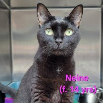 Rescue Domestic Short Hair Cats for Adoption - Neine | PetCurious