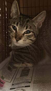 Mr. Mittens -  Domestic Short Hair Cat for Adoption in Austin, Texas - Mr. Mittens | PetCurious