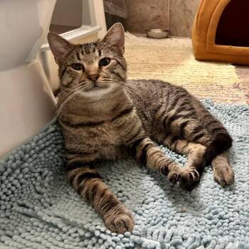 Felix -  Domestic Short Hair Cat for Adoption - Felix | PetCurious