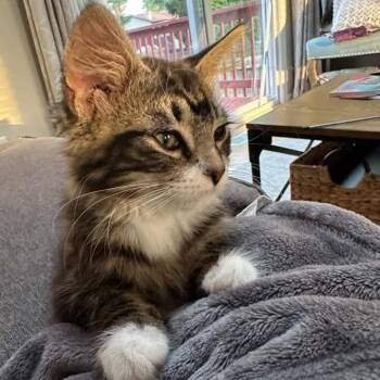 Marshall -  Domestic Medium Hair Cat for Adoption in Grand Rapids, Michigan - Marshall | PetCurious