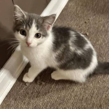 Banana -  Domestic Short Hair Cat for Adoption in West Jefferson, Ohio - Banana | PetCurious