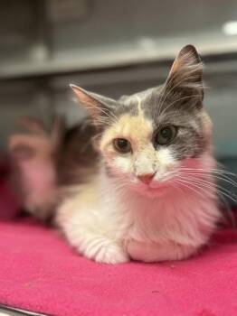 Cherry Pie -  Domestic Short Hair Cat for Adoption in Fort Worth, Texas - Cherry Pie | PetCurious