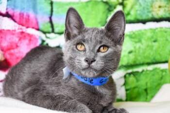 Noodle -  Domestic Short Hair Cat for Adoption in Yakima, Washington - Noodle | PetCurious