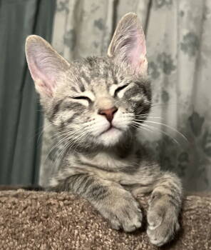 Rescue Domestic Short Hair Cats for Adoption in Seal Beach, California - Lily | PetCurious