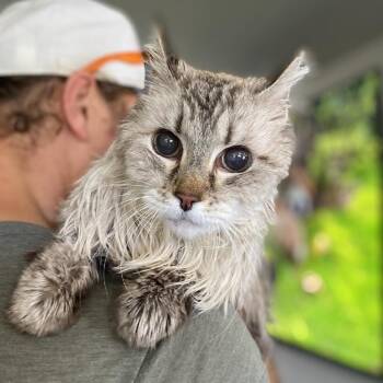 Hamilton -  Domestic Short Hair Cat Available for Adoption in Ramona, California - Hamilton | PetCurious