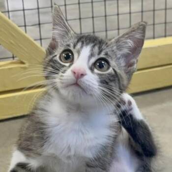 Rescue Domestic Short Hair Cats for Adoption in Collierville, Tennessee - Rick | PetCurious