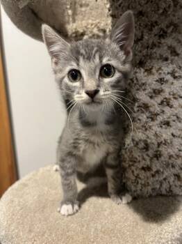 Shimmer -  Domestic Short Hair Cat for Adoption in Emerald Isle, North Carolina - Shimmer | PetCurious