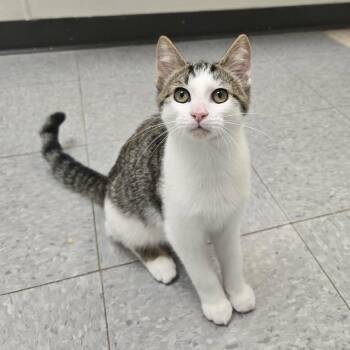 Roo -  Domestic Short Hair Cat for Adoption in Martinsville, Indiana - Roo | PetCurious