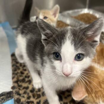 Green bean -  Domestic Short Hair Cat for Adoption in Salt Lake City, Utah - Green Bean | PetCurious