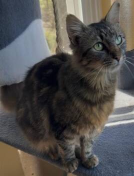 Domestic Short Hair Cats Available for Adoption - Bendi | PetCurious