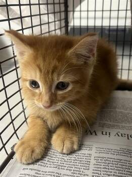 Domestic Short Hair Cats Available for Adoption in Fort Lauderdale, Florida - A2476150 | PetCurious