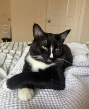 Rescue Domestic Short Hair Cats for Adoption in Riverside, California - Boots 4 | PetCurious