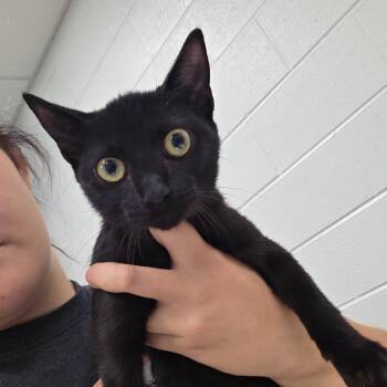 Esme -  Domestic Short Hair Cat for Adoption in Chattanooga, Tennessee - Esme | PetCurious