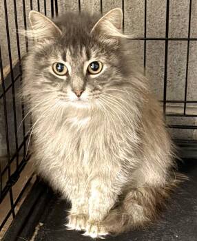 Estrada -  Domestic Long Hair Cat for Adoption in Mauldin, South Carolina - Estrada | PetCurious