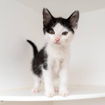 Yeehaw -  Domestic Short Hair Cat for Adoption in New York, New York - Yeehaw | PetCurious
