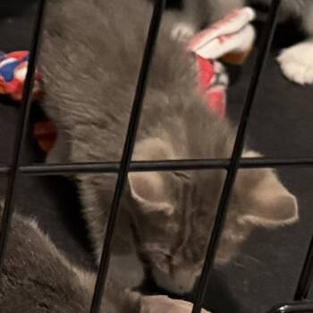 Peanut -  Domestic Short Hair Cat for Adoption in Springfield, Illinois - Peanut | PetCurious
