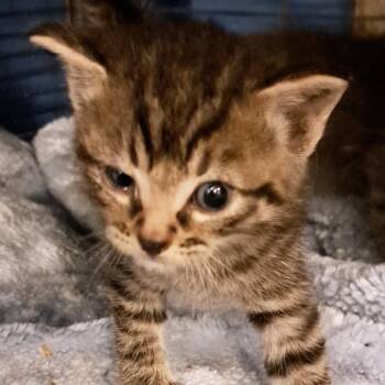 Cecil -  Domestic Short Hair Cat for Adoption in Green Forest, Arkansas - Cecil | PetCurious