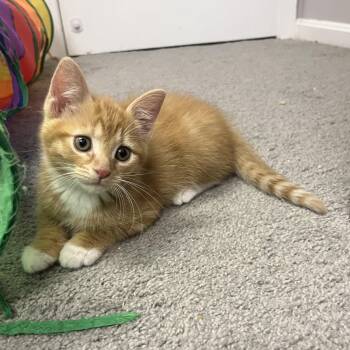 Amber -  Tabby and Domestic Short Hair Cat Available for Adoption in UNIVERSITY PA, Maryland - Amber | PetCurious