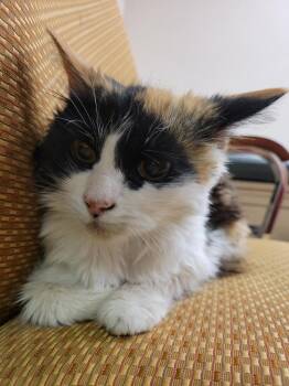 Beverly -  Domestic Long Hair Cat for Adoption in Lorain, Ohio - Beverly | PetCurious