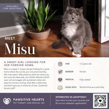 Misu -  Domestic Medium Hair Cat for Adoption in Kenhorst, Pennsylvania - Misu | PetCurious