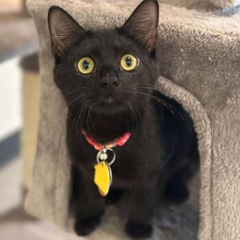 Domestic Short Hair Cats Available for Adoption in Port Washington, New York - Sarabi | PetCurious