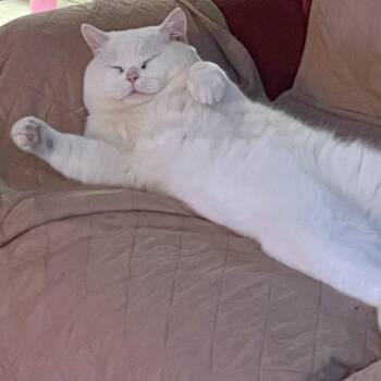 Smoosh -  British Shorthair and Scottish Fold Cat for Adoption in Woodinville, Washington - Smoosh | PetCurious
