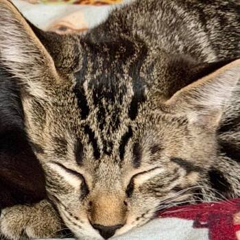 Stubby -  Domestic Short Hair Cat for Adoption in Springfield, Oregon - Stubby | PetCurious