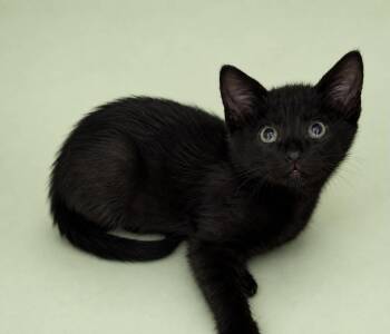 Potato -  Domestic Short Hair Cat for Adoption in Columbia, Tennessee - Potato | PetCurious
