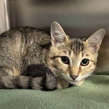 Marina -  Domestic Short Hair Cat for Adoption in Wilmington, Delaware - Marina | PetCurious