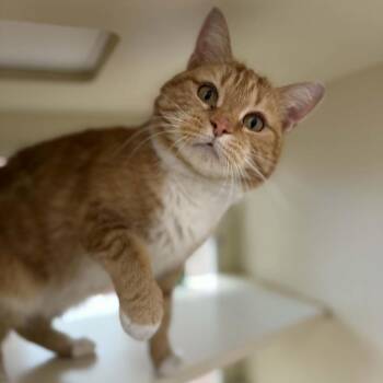 Domestic Short Hair Cats Available for Adoption - Lasagna | PetCurious