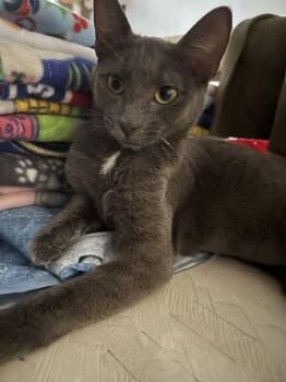Mon Mothma -  Domestic Short Hair Cat for Adoption in Phoenix, Arizona - Mon Mothma | PetCurious