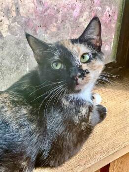 Rescue Tortoiseshell Cats for Adoption in Columbia, South Carolina - Truffle | PetCurious
