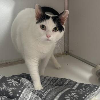 Domino -  Domestic Short Hair Cat for Adoption in Binghamton, New York - Domino | PetCurious