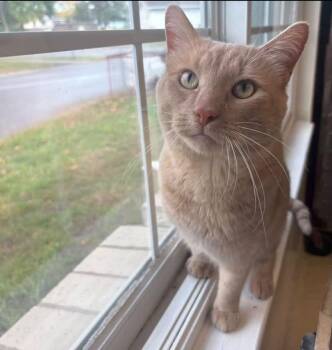 Rocky -  Tabby Cat for Adoption in Little Falls, Minnesota - Rocky | PetCurious