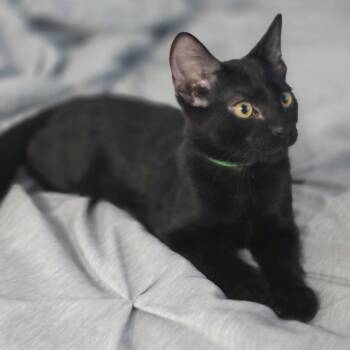 Kane -  Domestic Short Hair Cat for Adoption in Riverside, California - Kane | PetCurious