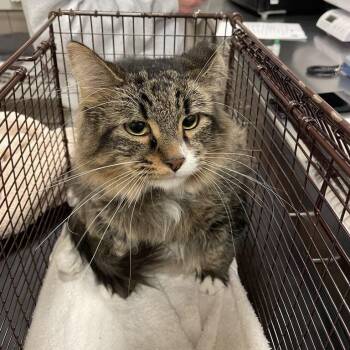 Rocky -  Domestic Short Hair and Mixed Breed Cat for Adoption in Chicago, Illinois - Rocky | PetCurious