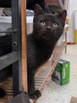 Rescue Domestic Short Hair Cats for Adoption in Wautoma, Wisconsin - Onyx | PetCurious