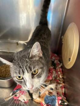 Tabby Cats Available for Adoption - Daffodil | PetCurious