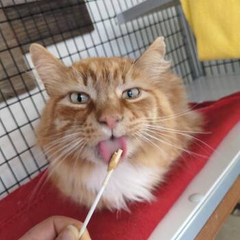 Mango -  Domestic Medium Hair Cat for Adoption in Santa Rosa, California - Mango | PetCurious