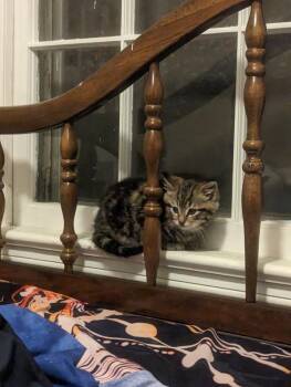 Maverick FKA Barley -  Domestic Medium Hair Cat for Adoption in Virginia Beach, Virginia - Maverick FKA Barley | PetCurious
