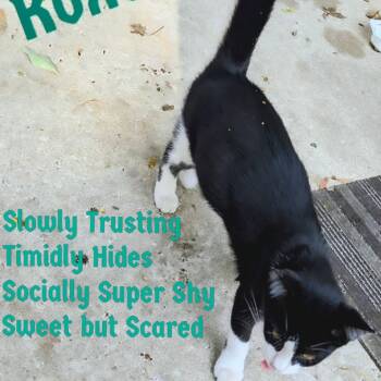 RoxAnne -  Domestic Short Hair Cat for Adoption in Marshall, Texas - RoxAnne | PetCurious