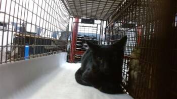 JUNIOR -  Domestic Short Hair Cat for Adoption in Doral, Florida - JUNIOR | PetCurious