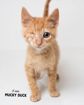 Mucky Duck -  Domestic Short Hair Cat for Adoption in Boone, Iowa - Mucky Duck | PetCurious