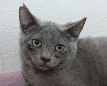 Pewter -  Russian Blue Cat for Adoption in Euclid, Ohio - Pewter | PetCurious