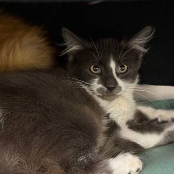 Rescue Domestic Short Hair Cats for Adoption in Fort Bragg, California - Goblin | PetCurious