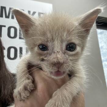 Rescue Domestic Short Hair Cats for Adoption in Midland, Texas - Starburst | PetCurious