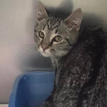 Domestic Short Hair Cats Available for Adoption - Walker | PetCurious