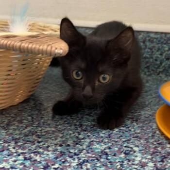 Cambridge -  Domestic Short Hair Cat for Adoption in Hawthorne, California - Cambridge | PetCurious
