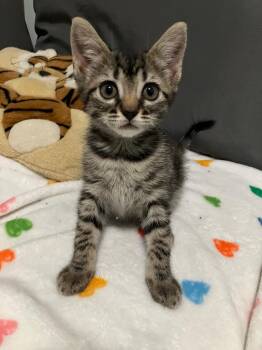 Pita -  Domestic Short Hair Cat for Adoption in Evans, Georgia - Pita | PetCurious